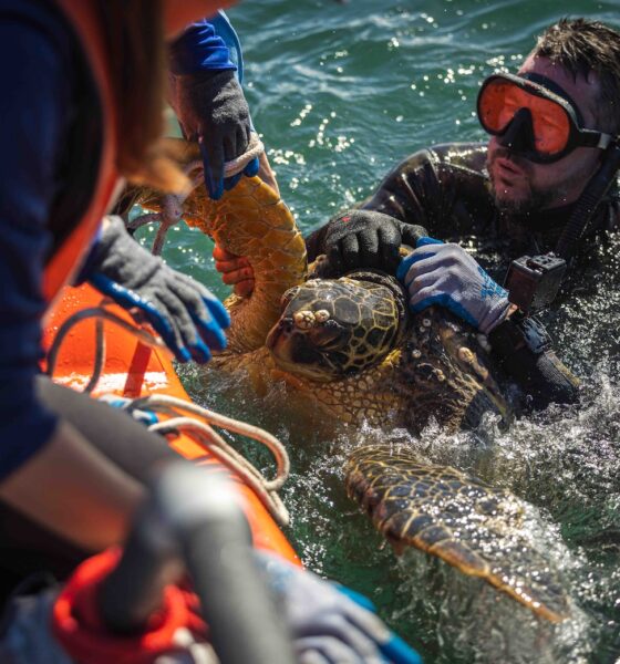 NAVFAC Hawaii collects new data for turtle tagging project