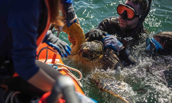 NAVFAC Hawaii collects new data for turtle tagging project