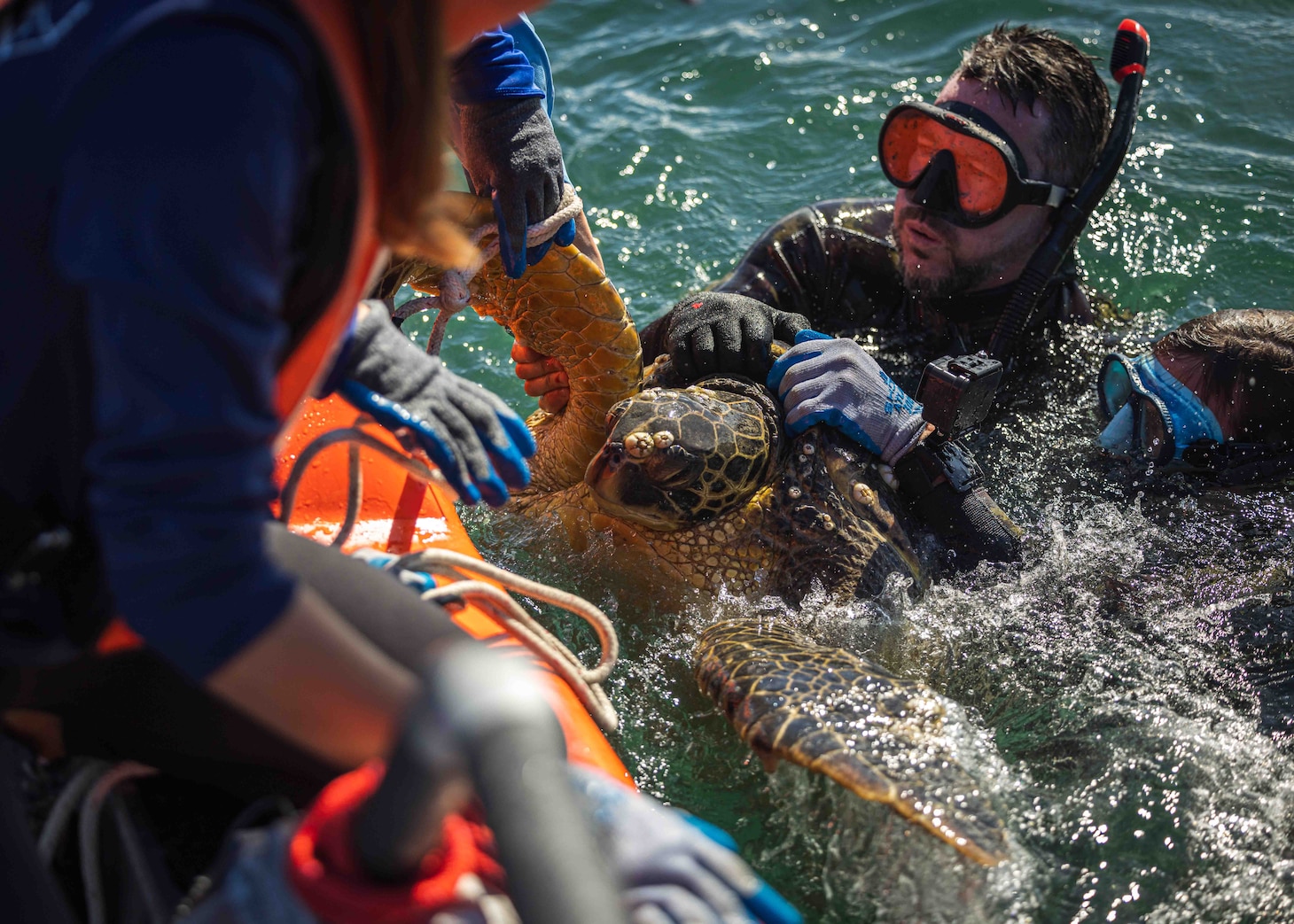 NAVFAC Hawaii collects new data for turtle tagging project